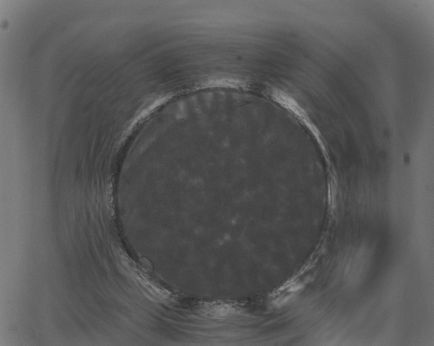 X0000062830249200601201620