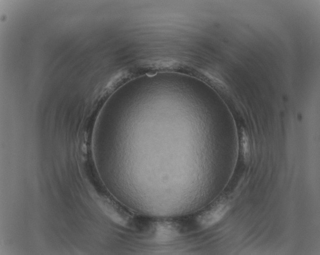 X0000062830264200601201620