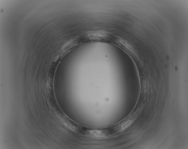 X0000062830265200601201620