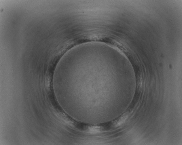 X0000062830268200601201620