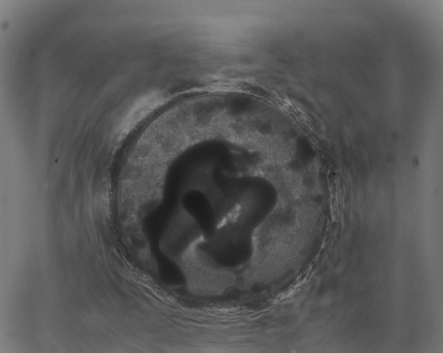 X0000062830295200601201619