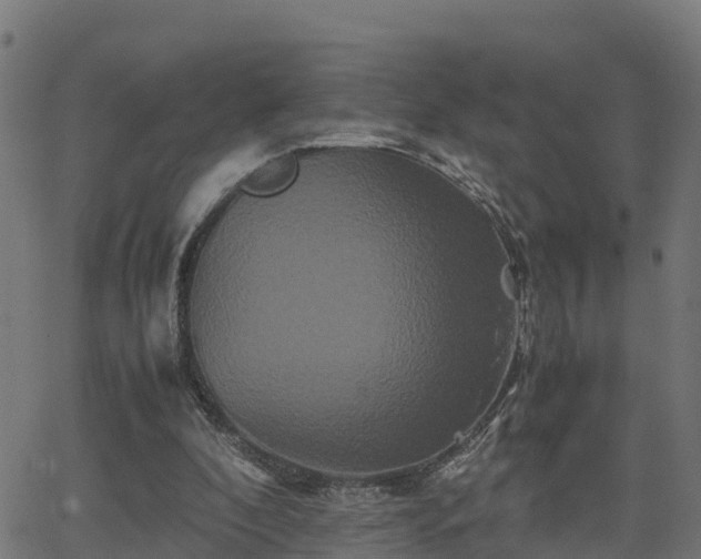 X0000062830296200601201619