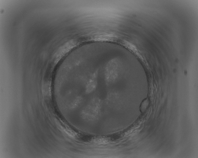 X0000062830299200601201619