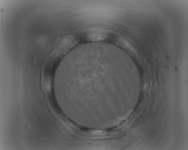 X0000062830315200601201619