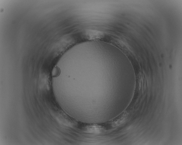 X0000062830316200601201619