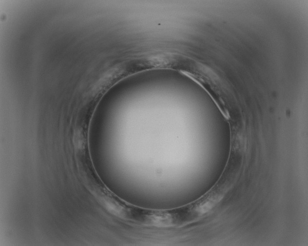 X0000062830317200601201619