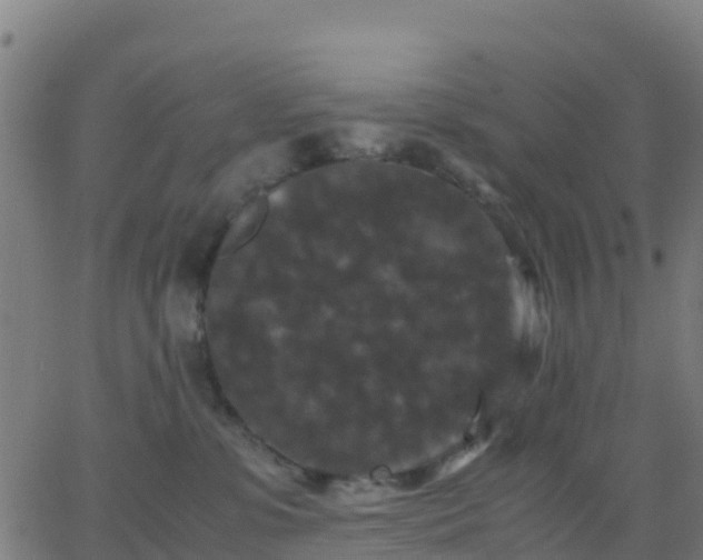 X0000062830331200601201619