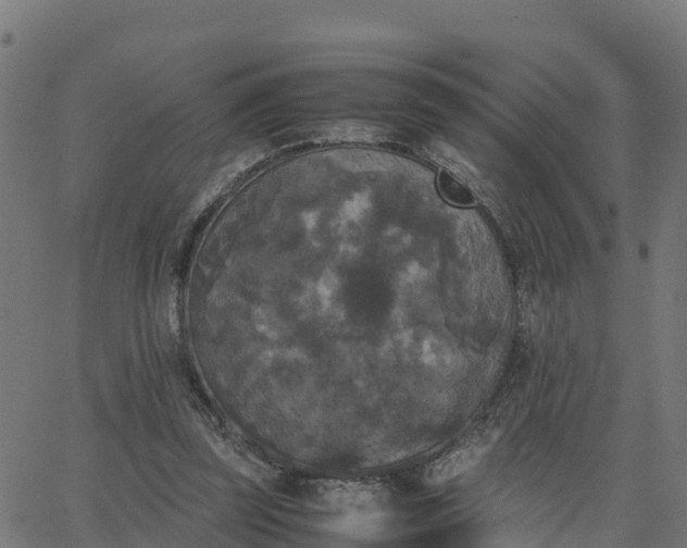 X0000062830347200601201618