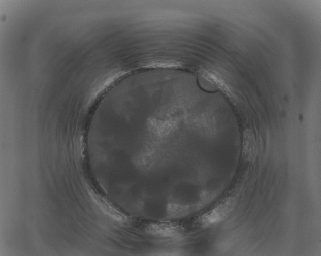 X0000062830351200601201618