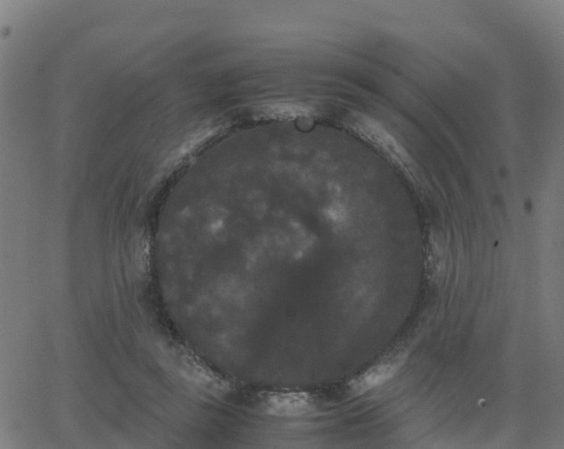 X0000062830355200601201618