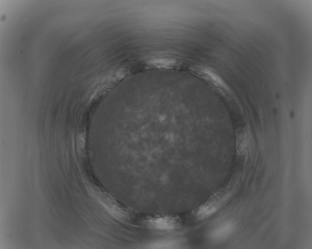 X0000062830365200601201618