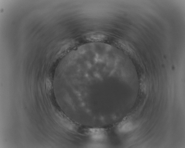 X0000062830371200601201619