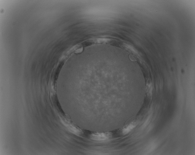 X0000062830381200601201619