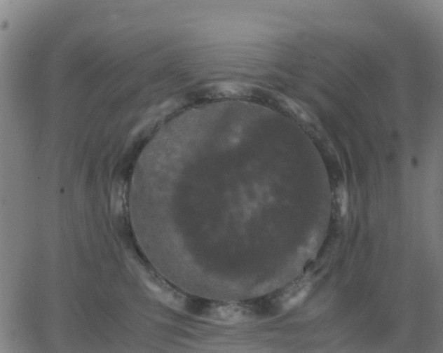 X0000062830423200601201617