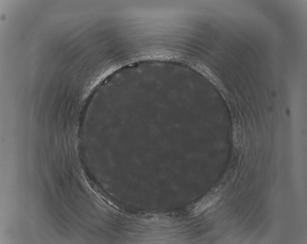 X0000062830434200601201616