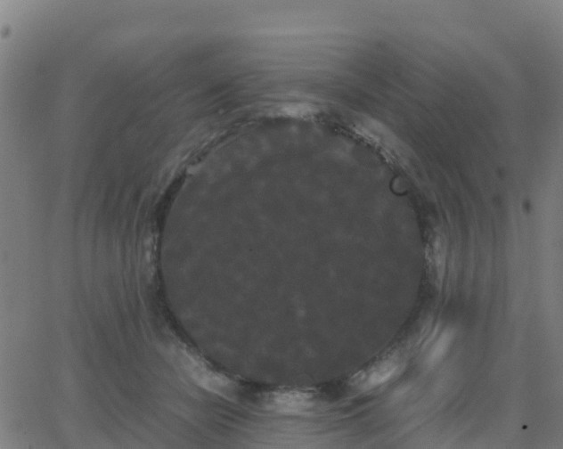 X0000062830462200601201617