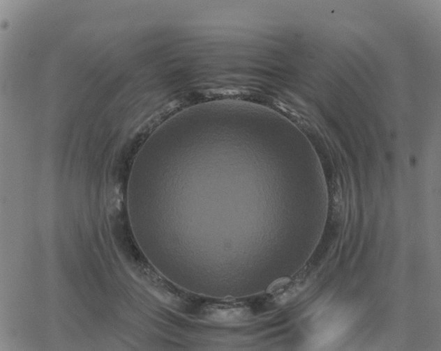 X0000062830555200601201615