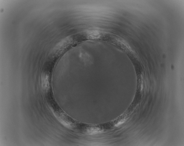 X0000062830598200601201615