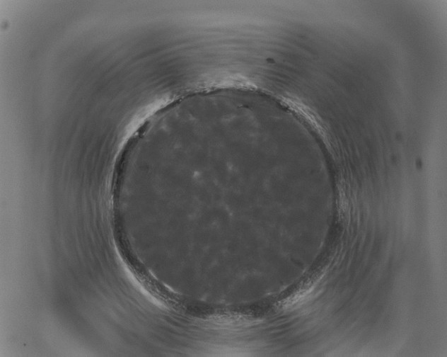 X0000062830630200601201613