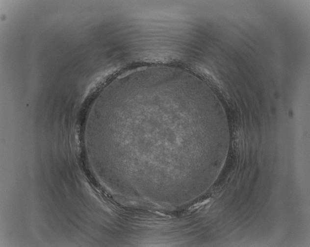 X0000062830688200601201613