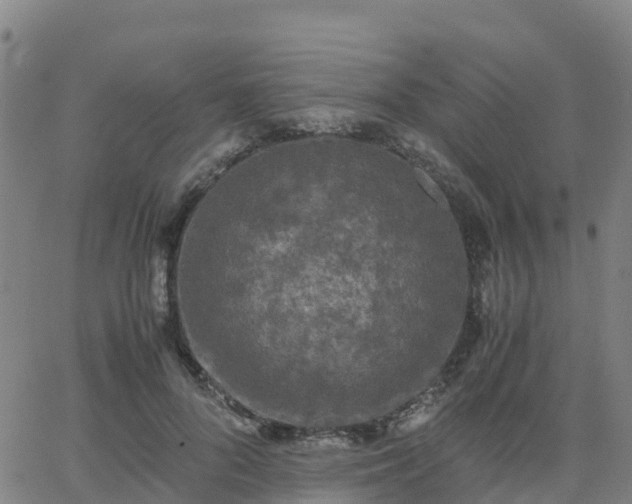 X0000062830696200601201613