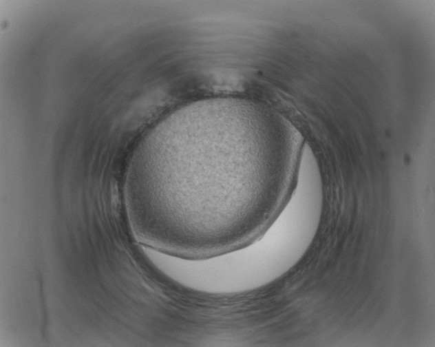 X0000062830704200601201613