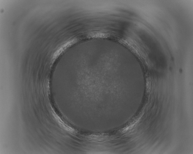 X0000062830725200601201612