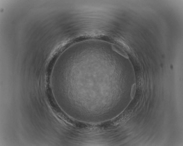 X0000062830736200601201612