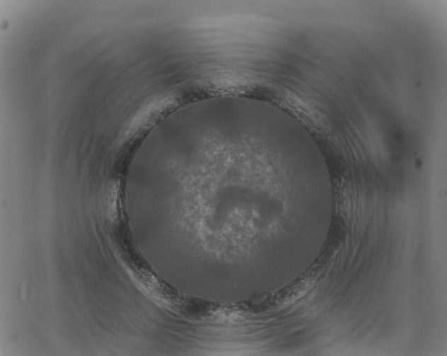 X0000062830742200601201612