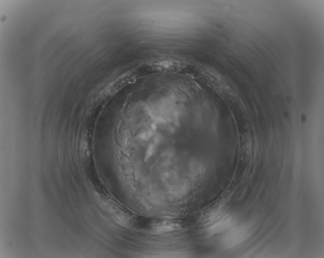 X0000062830754200601201612