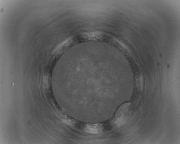 X0000062830757200601201612