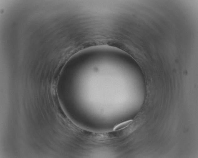 X0000062830768200601201613