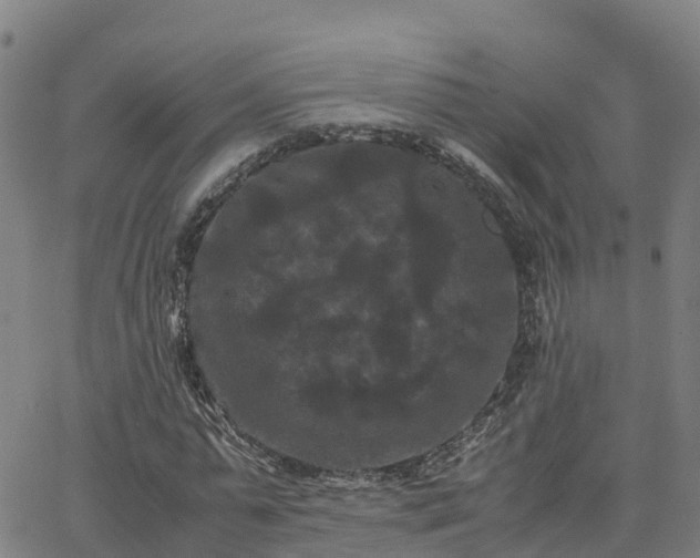 X0000062830775200601201612