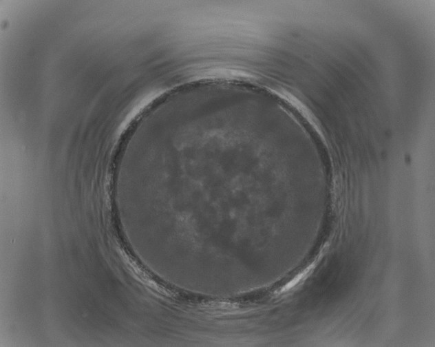 X0000062830783200601201611