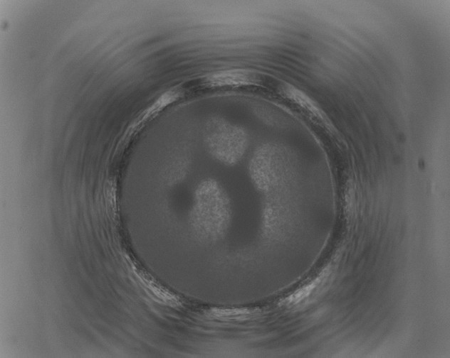 X0000062830825200601201610