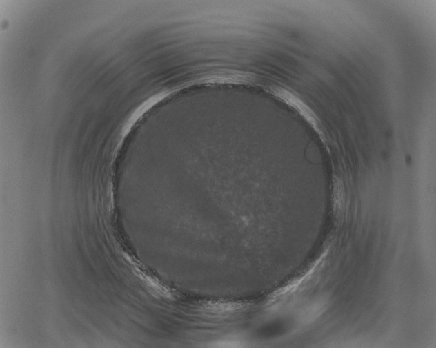 X0000062830829200601201610