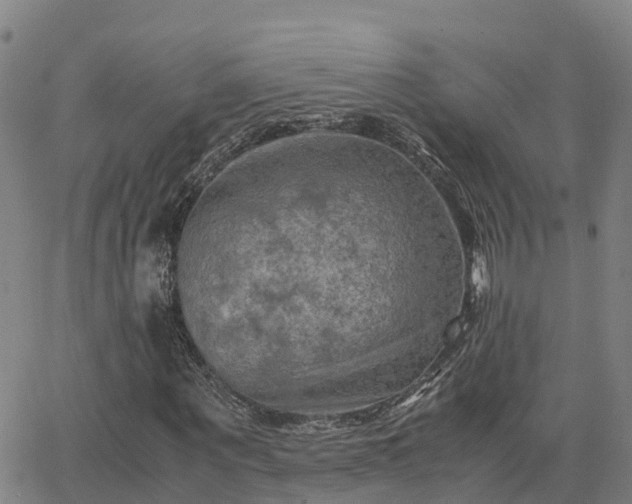 X0000062830867200601201610