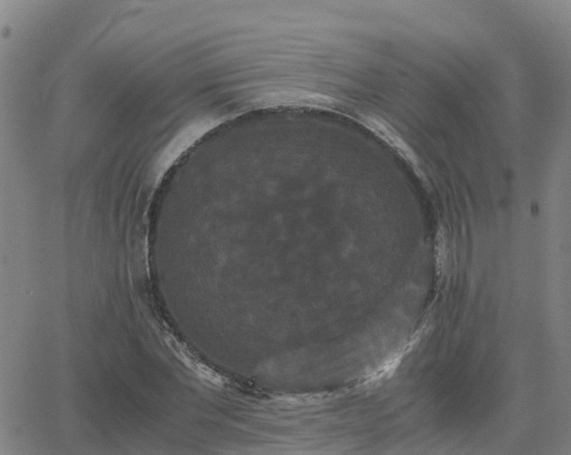 X0000062830877200601201610