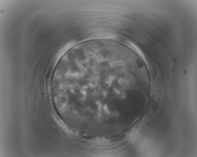 X0000062830907200601201609