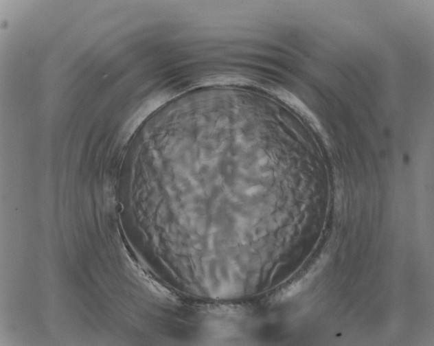 X0000062830945200601201609