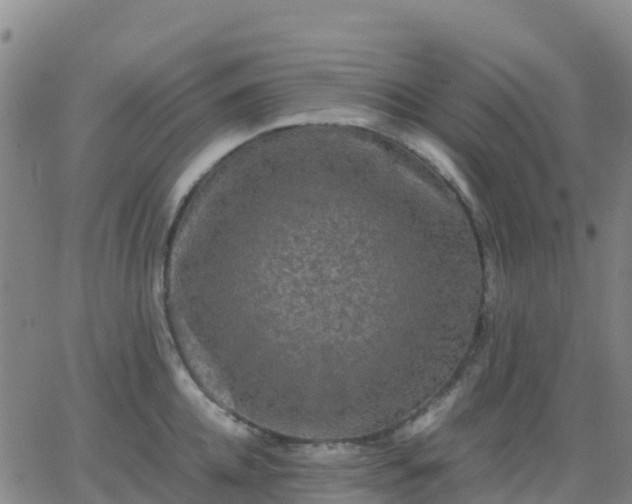 X0000062830952200601201609