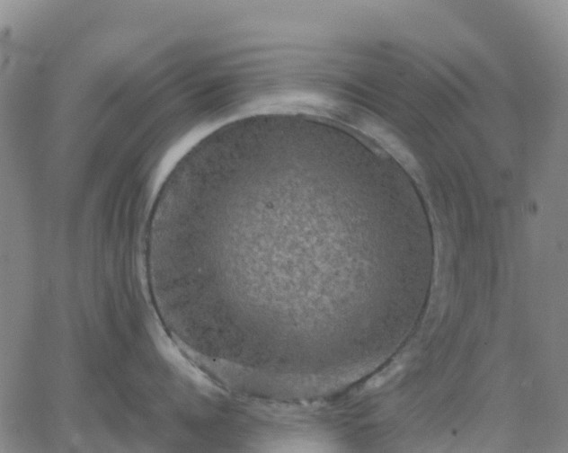 X0000062830960200601201609