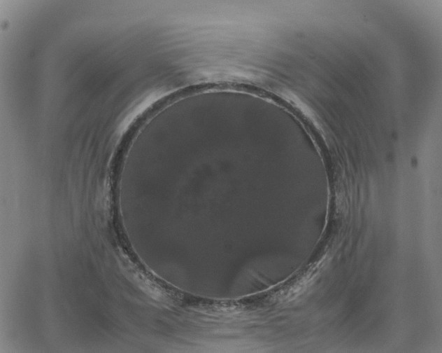 X0000062830975200601201608