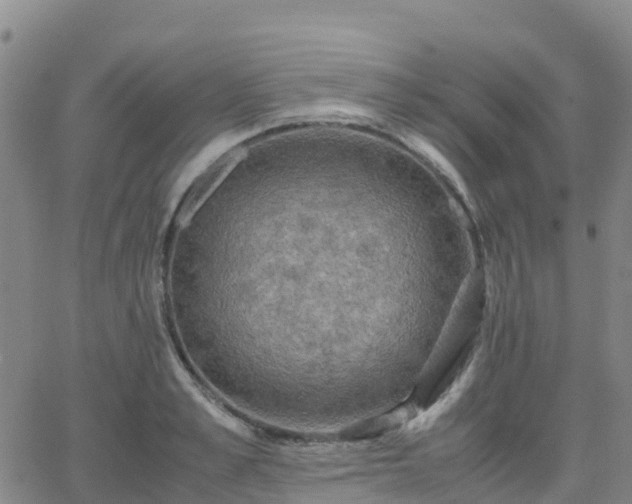 X0000062830989200601201608