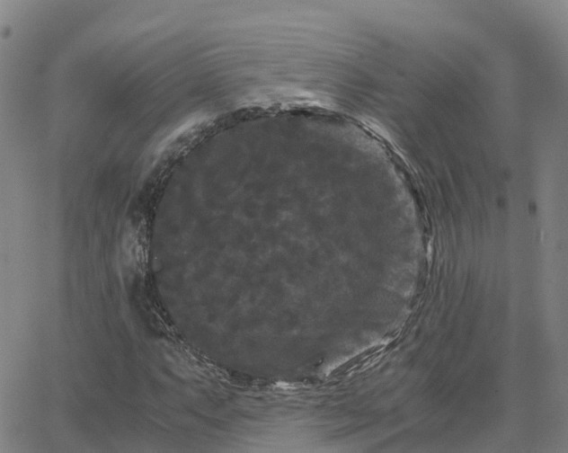 X0000062831063200601201607