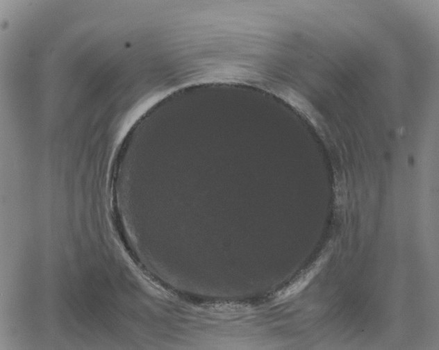 X0000062831077200601201607