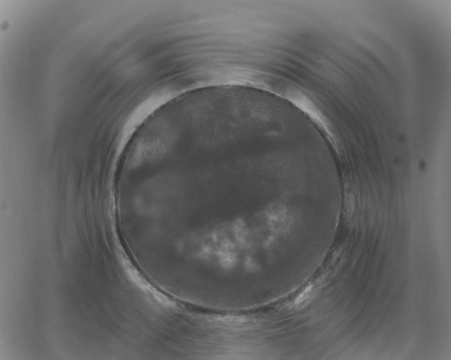 X0000062831088200601201606