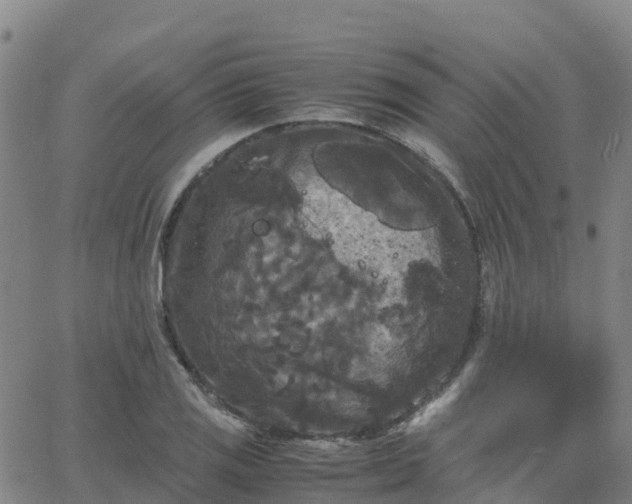 X0000062831125200601201606