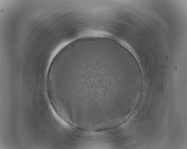 X0000062831152200601201606