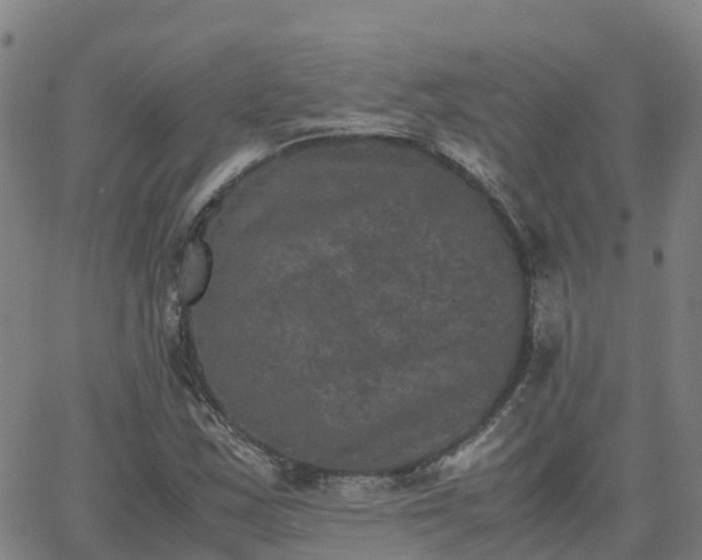 X0000062831163200601201605